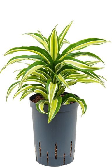 Dracaena compacta malaika hydrocultuur