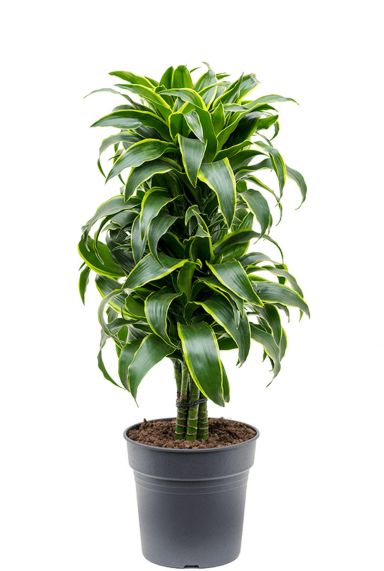 Dracaena dorado 3