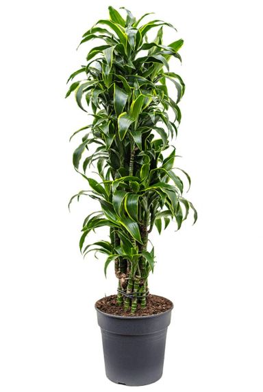 Dracaena dorado grote kamerplant