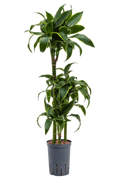 Dracaena dorado hydrocultuur 1