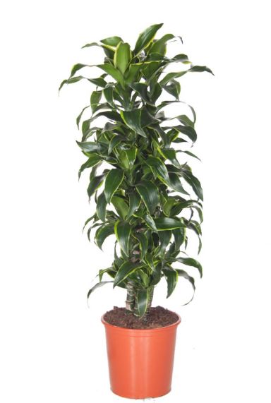Dracaena Dorado