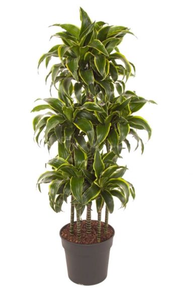 Dracaena dorado kamerplant 1