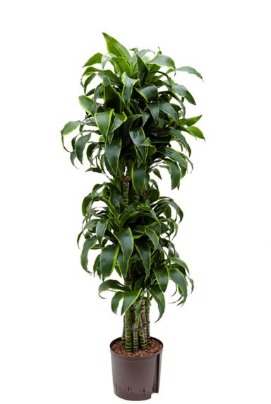 Dracaena dorado kamerplant 3