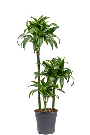 Dracaena dorado kamerplant 4