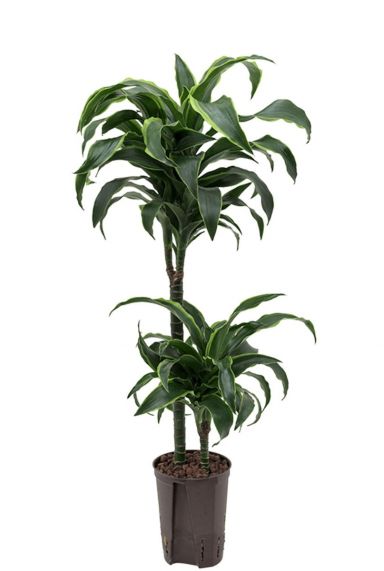 Dracaena dorado plant