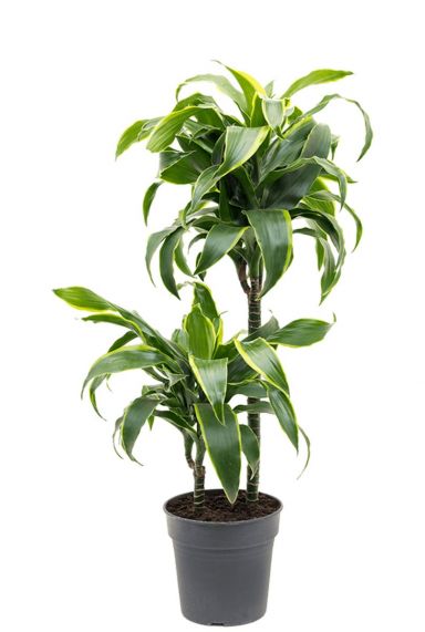 Dracaena dorado plantje