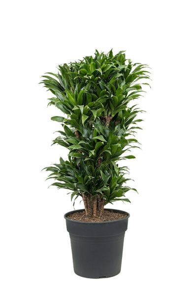 Dracaena fragrans compacta kamerplant