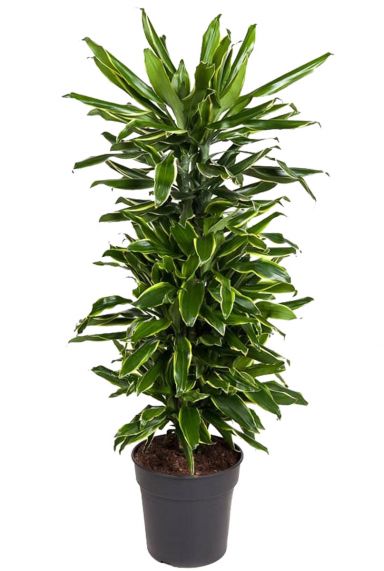 Dracaena gold coast 1