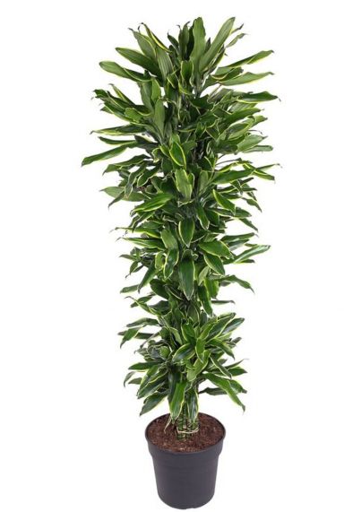 Dracaena gold coast 1 1