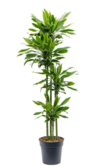 Dracaena golden coast 2