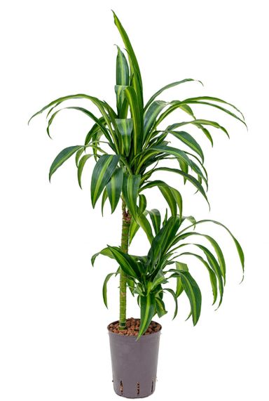 Dracaena hawaiian sunshine hydroplanten