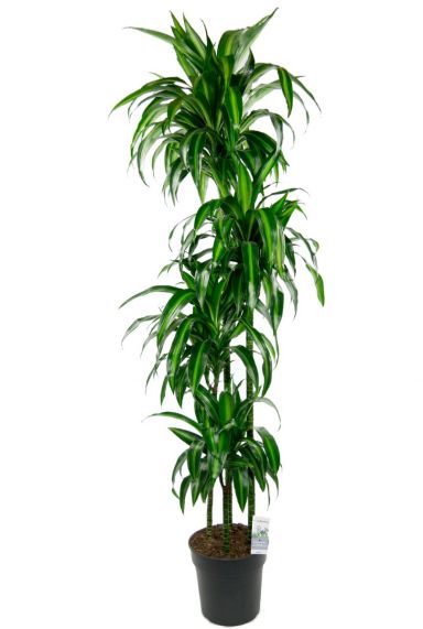 Dracaena hawaiian sunshine kamerplant 1