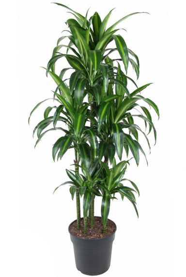 Dracaena hawaiiana pot31