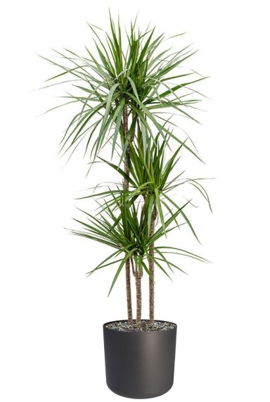 Dracaena in pot 3
