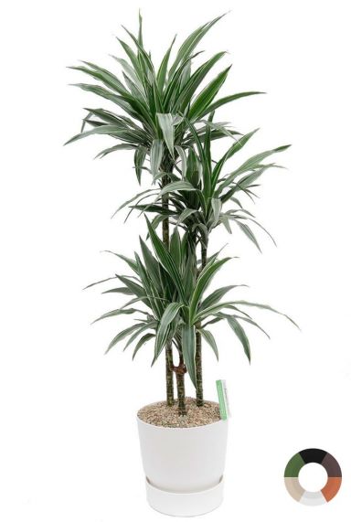 Dracaena in witte elho pot 1