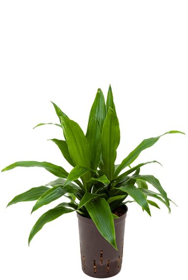 Dracaena janet craig 4