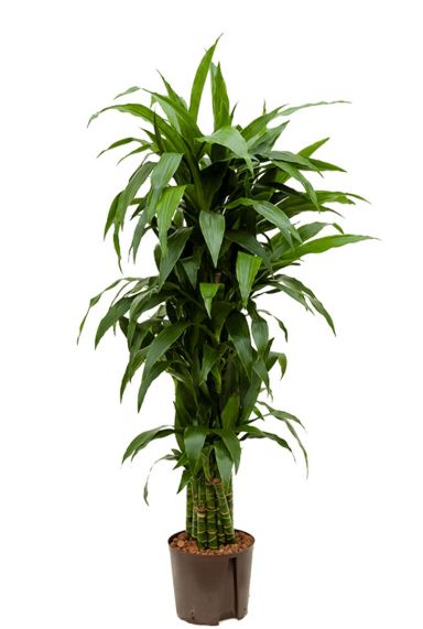 Dracaena janet craig hydro