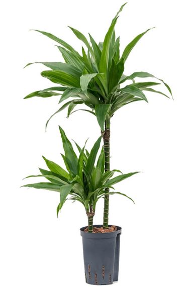 Dracaena janet craig hydro kamerplant