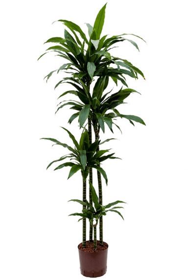 Dracaena janet craig hydrocultuur