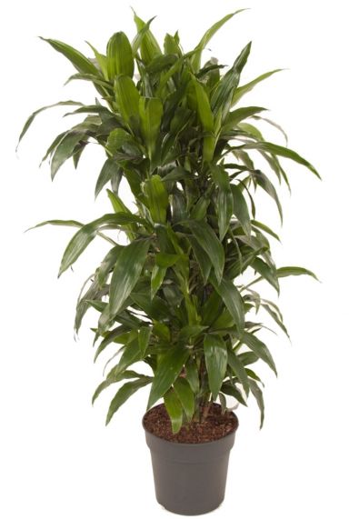 Dracaena janet craig kamerplant