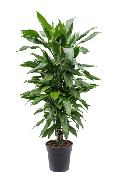 Dracaena janet craig plant 4