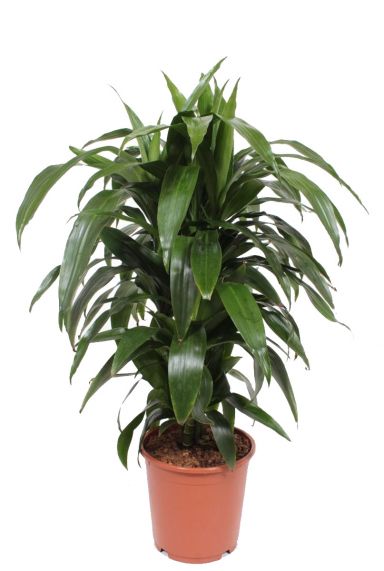Dracaena janet craig plant 5