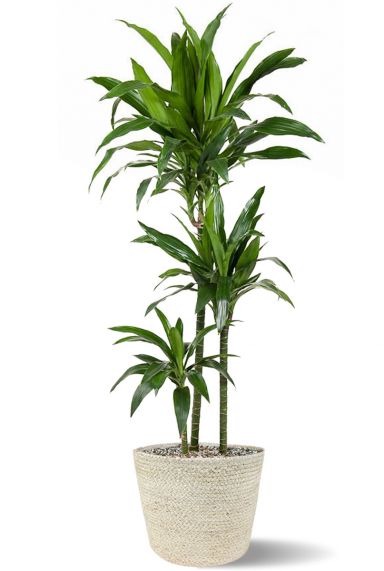 Dracaena janet in mand