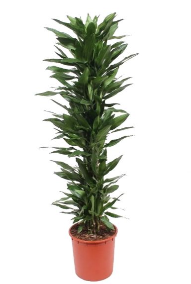 Dracaena janet lind 2