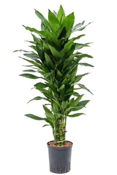 Dracaena janet lind hydro