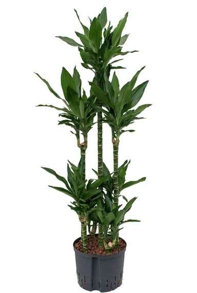 Dracaena janet lind hydro kamerplant