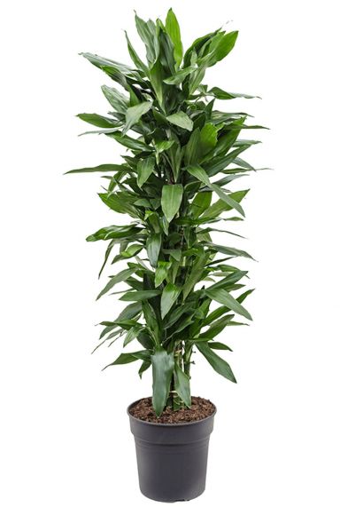 Dracaena janet lind planten