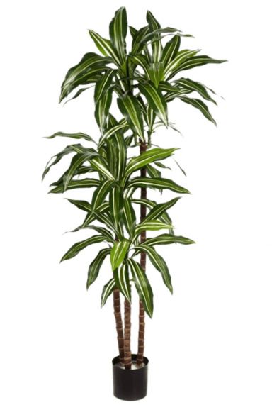 Dracaena kunstplant