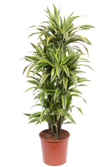 Dracaena lemon lime 1 1