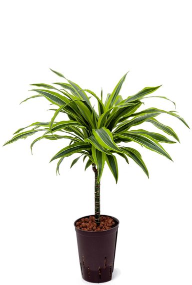 Dracaena lemon lime hydro