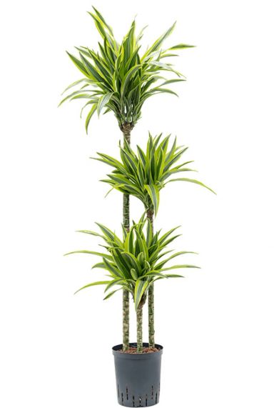 Dracaena lemon lime hydro drakenbloedboom