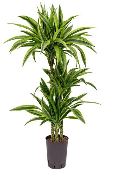 Dracaena lemon lime hydro plant