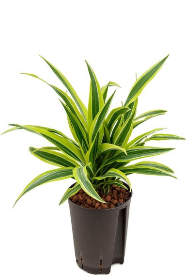 Dracaena lemon lime hydrocultuur