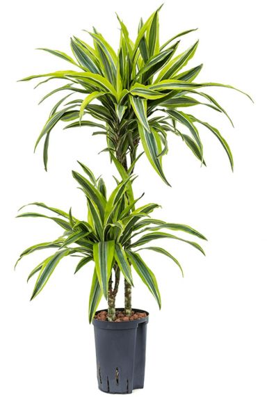 Dracaena lemon lime hydrocultuur plant