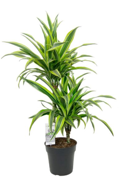 Dracaena lemon lime kopen