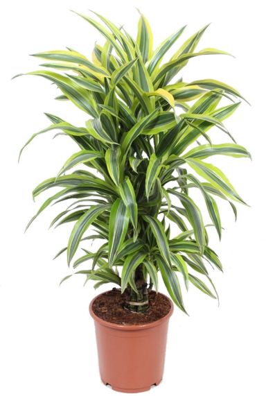 Dracaena lemon lime plant 2