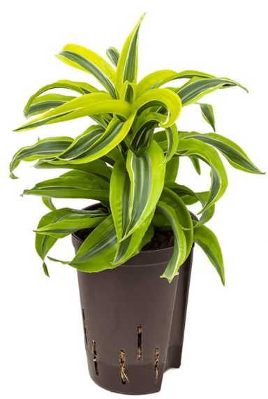 Dracaena lemon surprise hydroplant