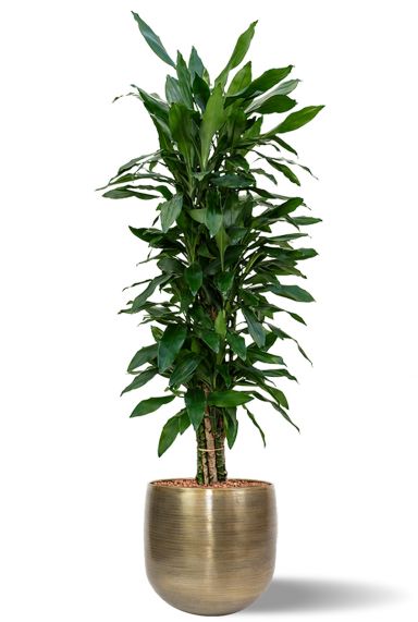 Dracaena lind hydroplant in pot