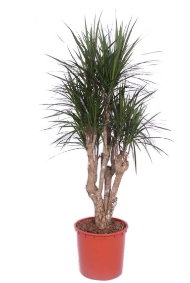 Dracaena marginata 3