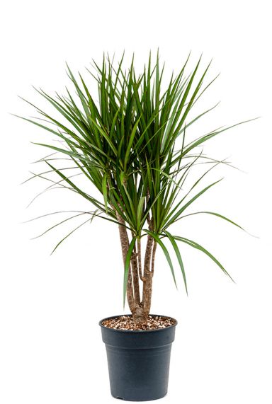 Dracaena marginata 4