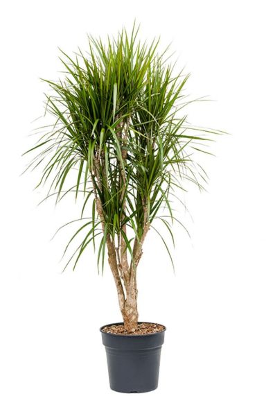 Dracaena marginata kamerplant 15