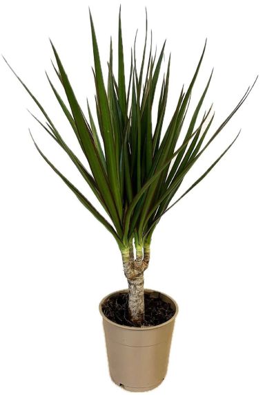 Dracaena Marginata