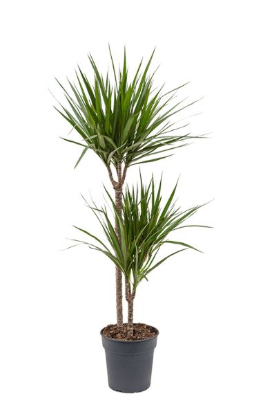 Dracaena marginata plantje