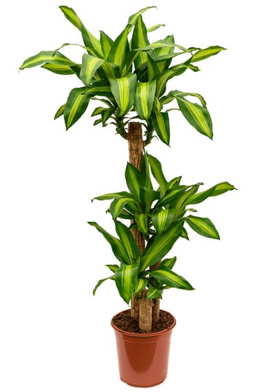 Dracaena massangeana 2