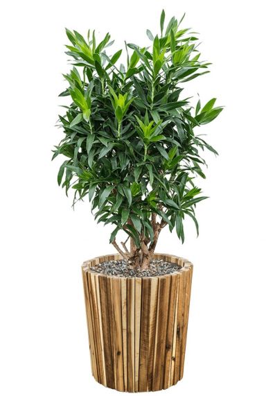 Dracaena plant in houten pot