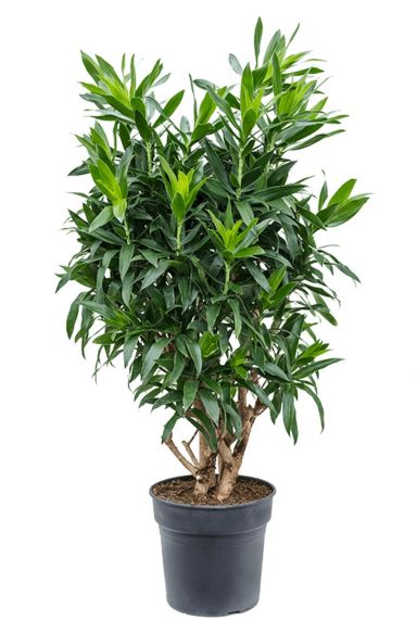 Dracaena reflexa drakenbloedboom